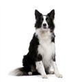 border-collie bild.jpg