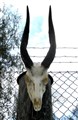 buckbock kranium med vridna horn.jpg