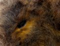 buffalo bison närbild öga.jpg