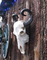 buffelskalle hjärtformade horn höger.jpg
