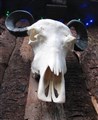 buffelskalle hjärtformade horn nosben.jpg