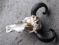 buffelskalle hjärtformade horn under.jpg