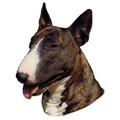 bullterrier eng.jpg