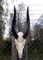 buskbock front.jpg