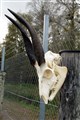buskbock kranium höger.jpg