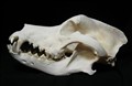 caucasian shepdog sidan.jpg