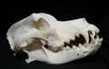 caucasian shepdog.jpg