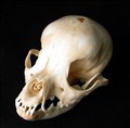 chihuahua fyra.jpg