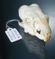 chinchilla kl2 snett fram.jpg