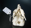 chinchilla kl2 under.jpg