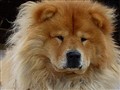 chow_chow_live.jpg