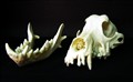 cocker spaniel tre.jpg