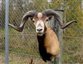 corsican hybrid ovis sp bock fram hö.jpg