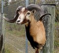 corsican hybrid ovis sp bock fram höger.jpg