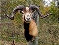corsican hybrid ovis sp bock fram vacker.jpg