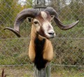 corsican hybrid ovis sp bock front.jpg