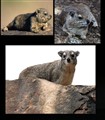 dassie trippel.jpg