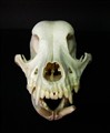 deform hund.jpg