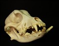 deform hund fyra.jpg