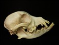 deform hund tre.jpg