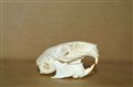 degu hane 4,3 cm hö.jpg