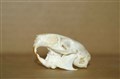 degu hane kranium 4,3 cm.jpg