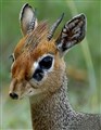 dikdik live bild huvud.jpg