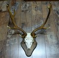dovhjort D2 träsköld vidd 58 cm.jpg