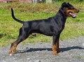 dvärg pinscher bild.jpg