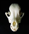 dvärg pinscher fram.jpg