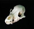 dvärg pinscher reservbild.jpg