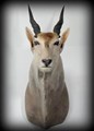 eland framifrån.jpg