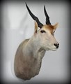 eland högersida.jpg