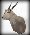 eland vänster.jpg