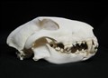 eng bullterrier.jpg
