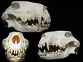 eng bullterrier kollage.jpg