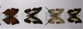 fjärilar stora närbild 1.jpg