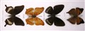 fjärilar stora närbild 2.jpg