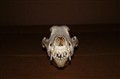 fox terrier male front.jpg