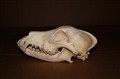 fox terrier side.jpg