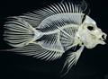 freshwater blood parrot. ciklid.jpg