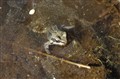 froggla.jpg
