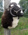 fyrhornat får D 55 cm.jpg