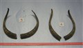 gethorn 3-4.jpg