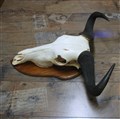 gnu ko7560 hö.jpg
