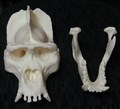 gorilla replik fram delad.jpg