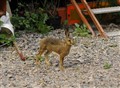 hare 2.jpg