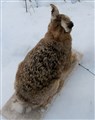 hare rygg beskuren.jpg