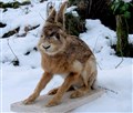 hare vinter fram.jpg