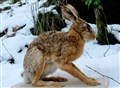 hare vinter.jpg